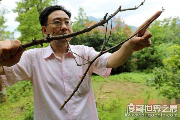 盘点世界上最大的昆虫,最大昆虫竹节虫长达0.62米(组图)