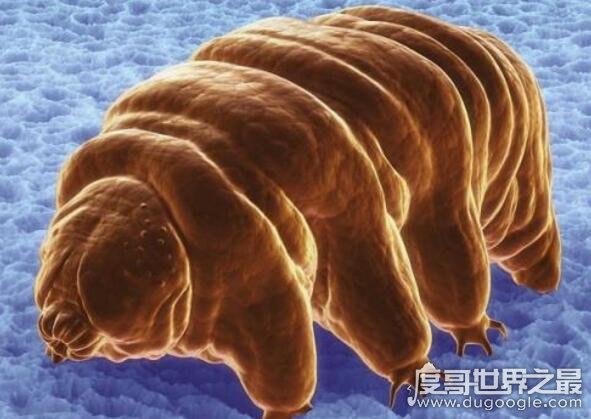 地表最强生物水熊,水熊虫与太阳同寿(能在太空中生存繁衍)