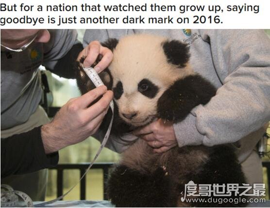 来自东方最可怕的力量,超级萌物大熊猫轰动了整个世界